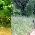 Book Same Day Sariska Wildlife Tour Package from Jaipur