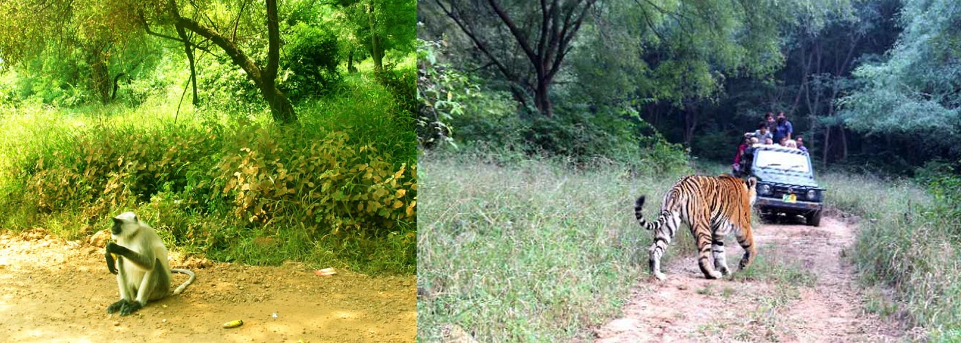 Sariska Tiger Reserve