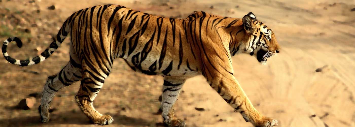 Bandhavgarh National Park