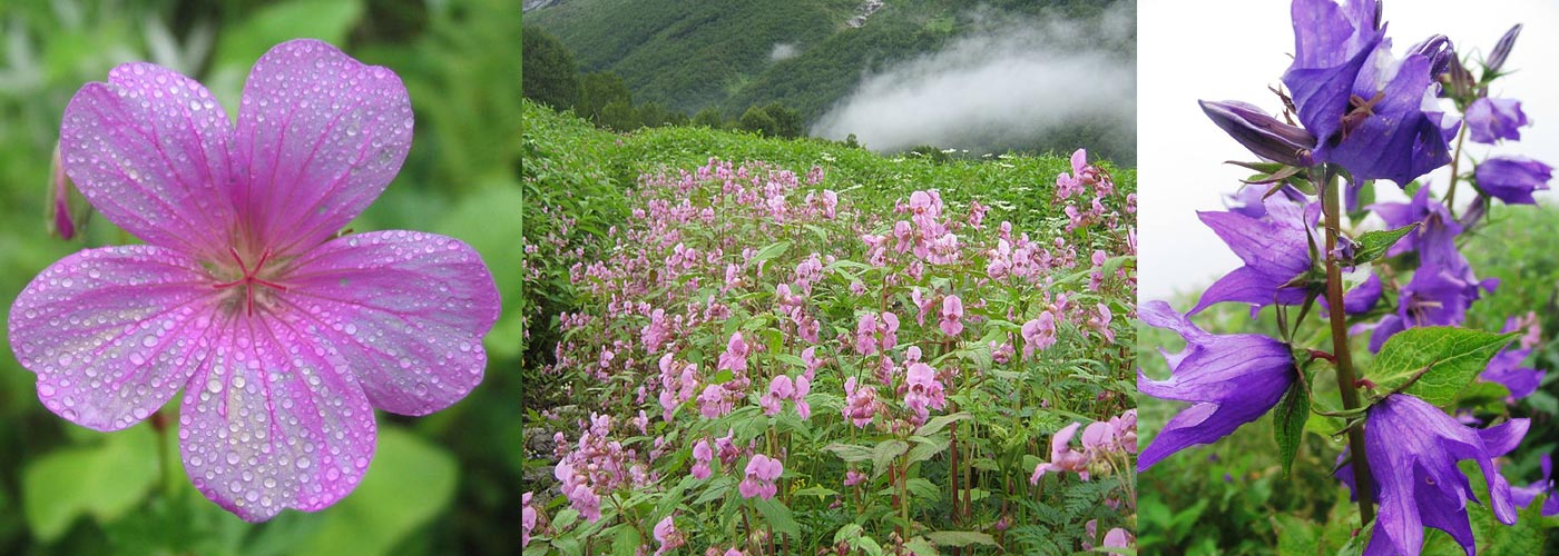 Valley of Flowers