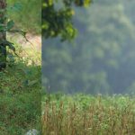 Golden Triangle Tour with Kanha Tiger Reserve  08 Nights / 09