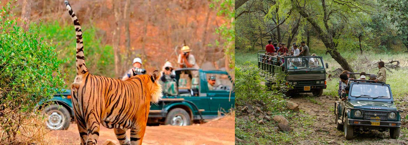 Ranthambore Jeep Safari