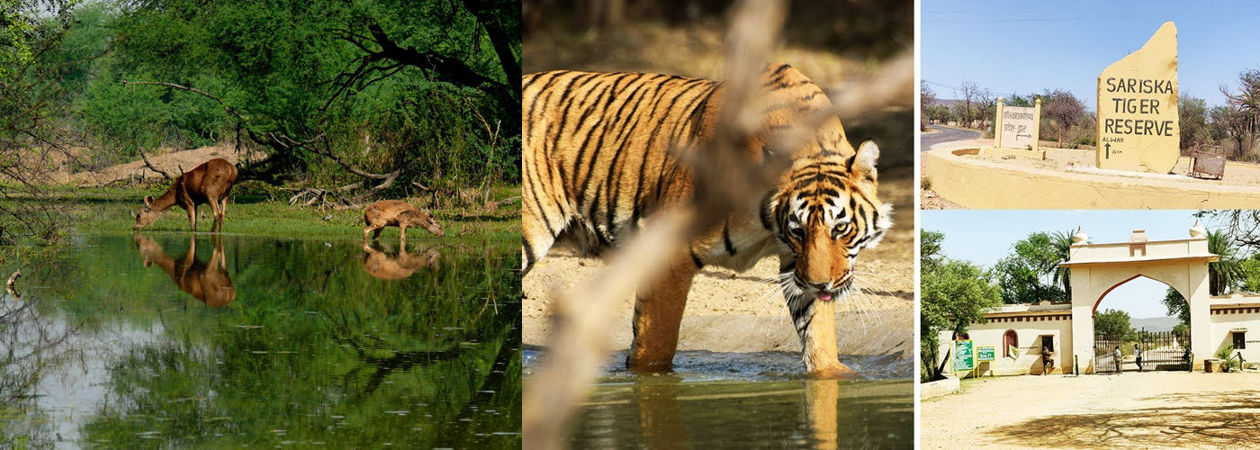 Sariska Wildlife Sanctuary, Alwar