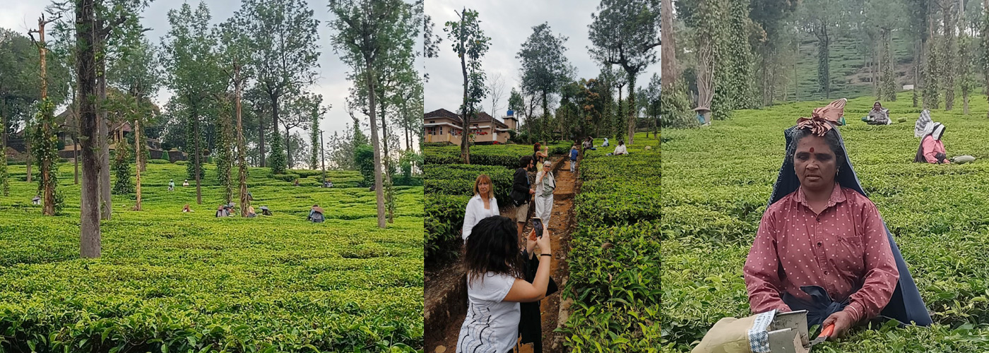 Tea Gardens in Assam