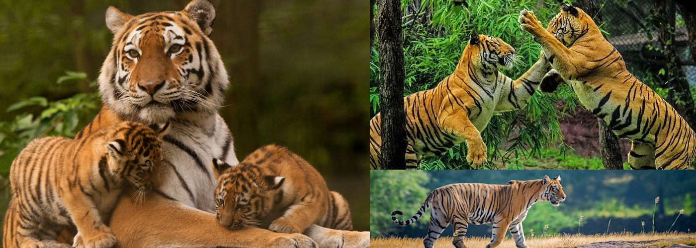 Best Places to See Tigers in India