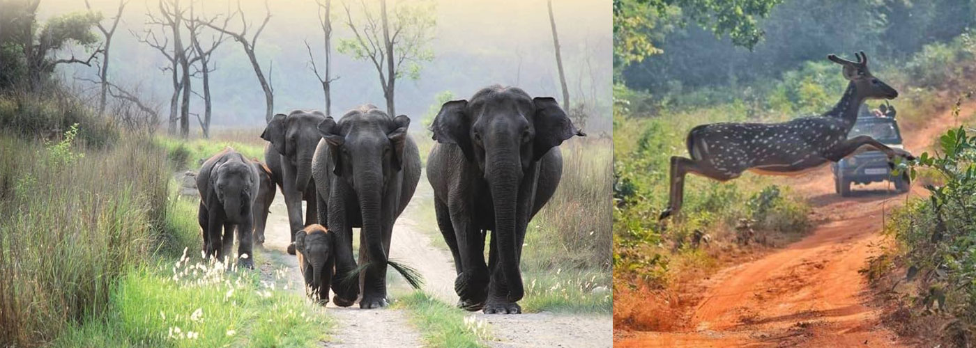 Rajaji National Park