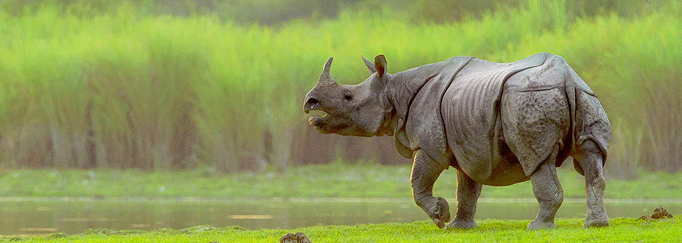 Kaziranga National Park & Tiger Reserve Assam, India