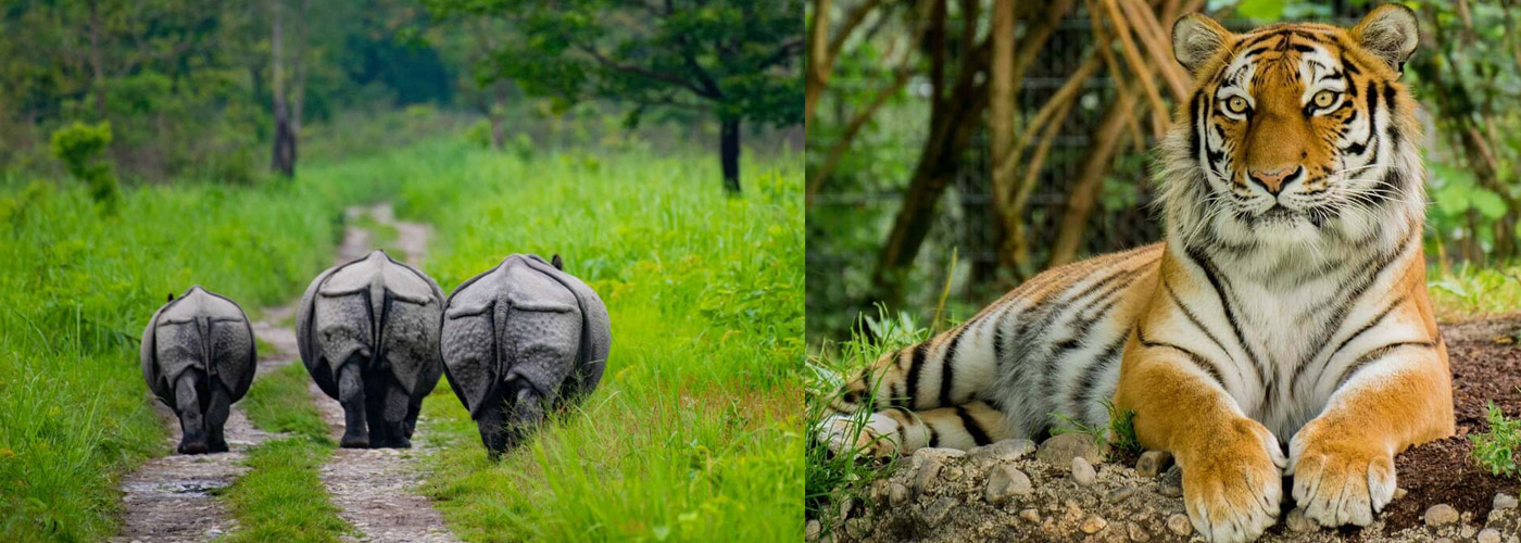 Manas Wildlife Sanctuary, Assam