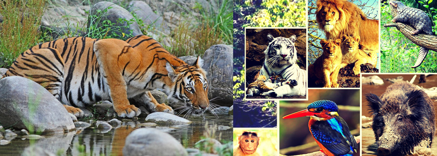 Sunderban National Park & Tiger Reserve India
