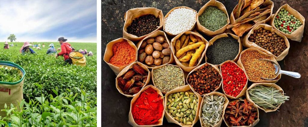 Best of Kerala with Spice Tour